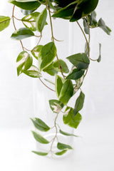 Pothos Variegated Hanging Bush 40cm – Artificial Greenery