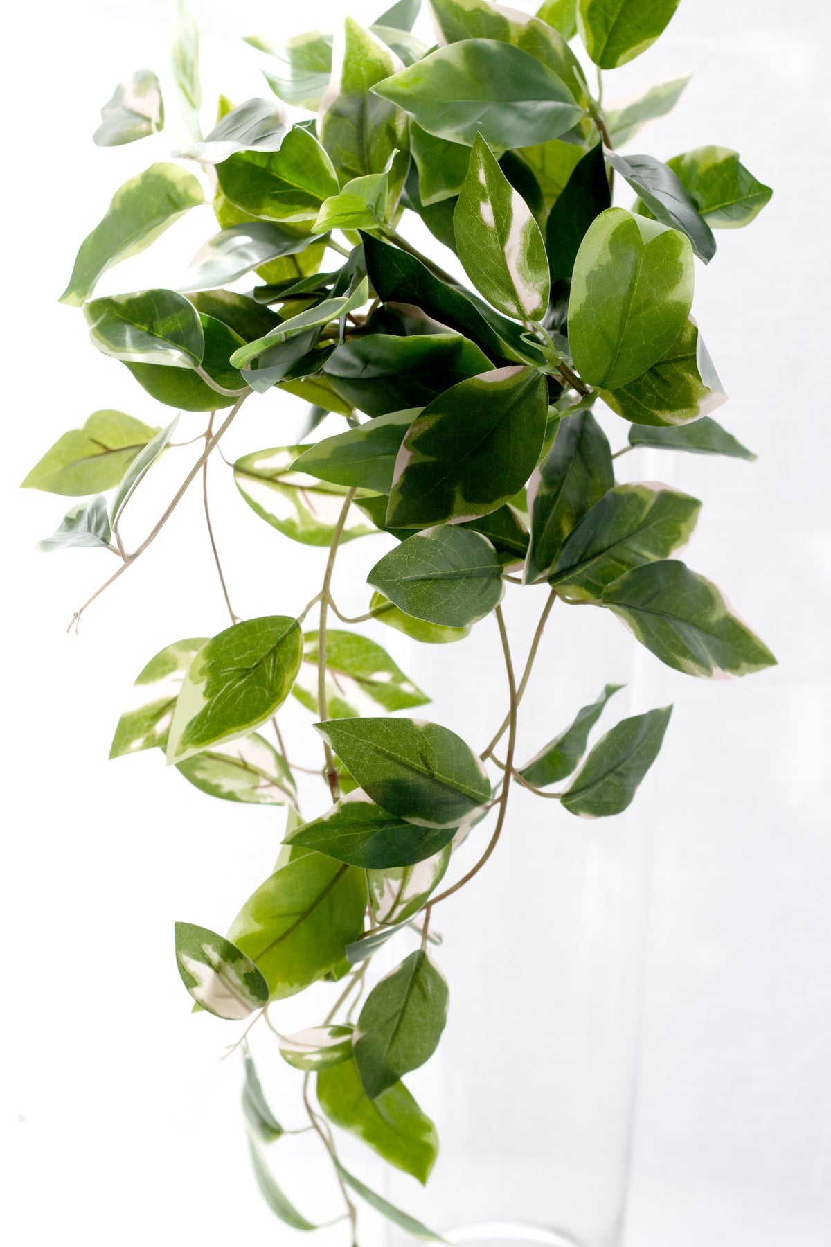 Close view of the variegated pothos vines trailing against a white background
