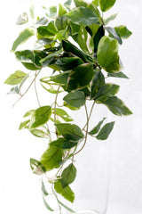 Pothos Variegated Hanging Bush 40cm – Artificial Greenery