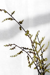 Stachyurus Branch 1.3m – Tall Artificial Greenery Stem