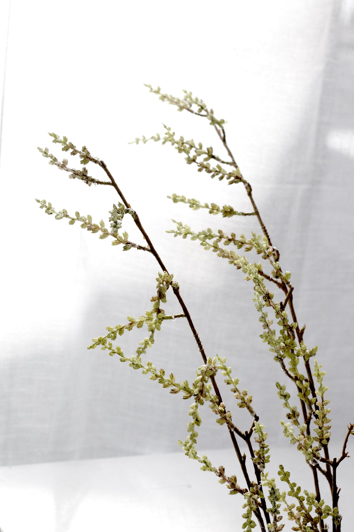 Stachyurus branches with pale green catkins against a white wall