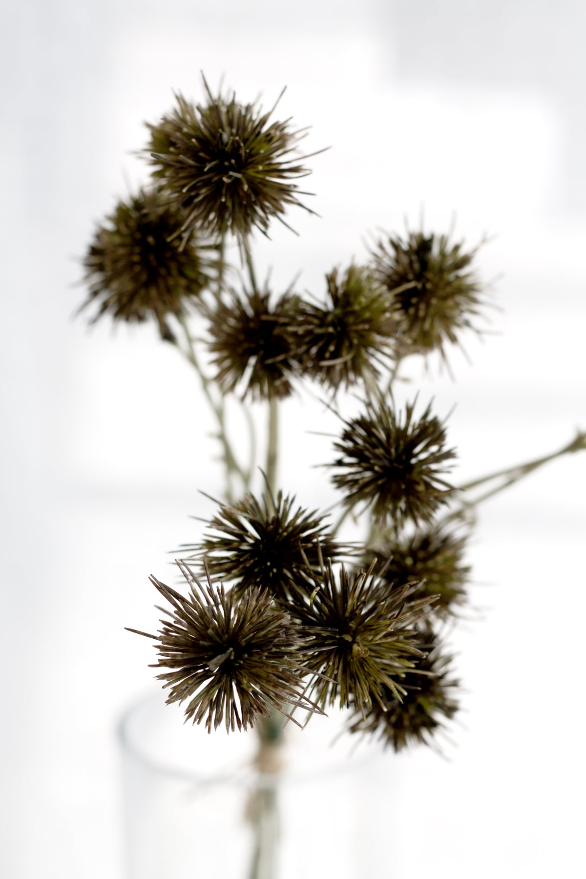 Sweet Chestnut Pod Bundle, Brown 57cm Faux Stems