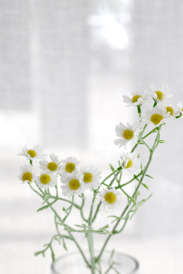 White flowers with yellow centers in a clear vase on a white background