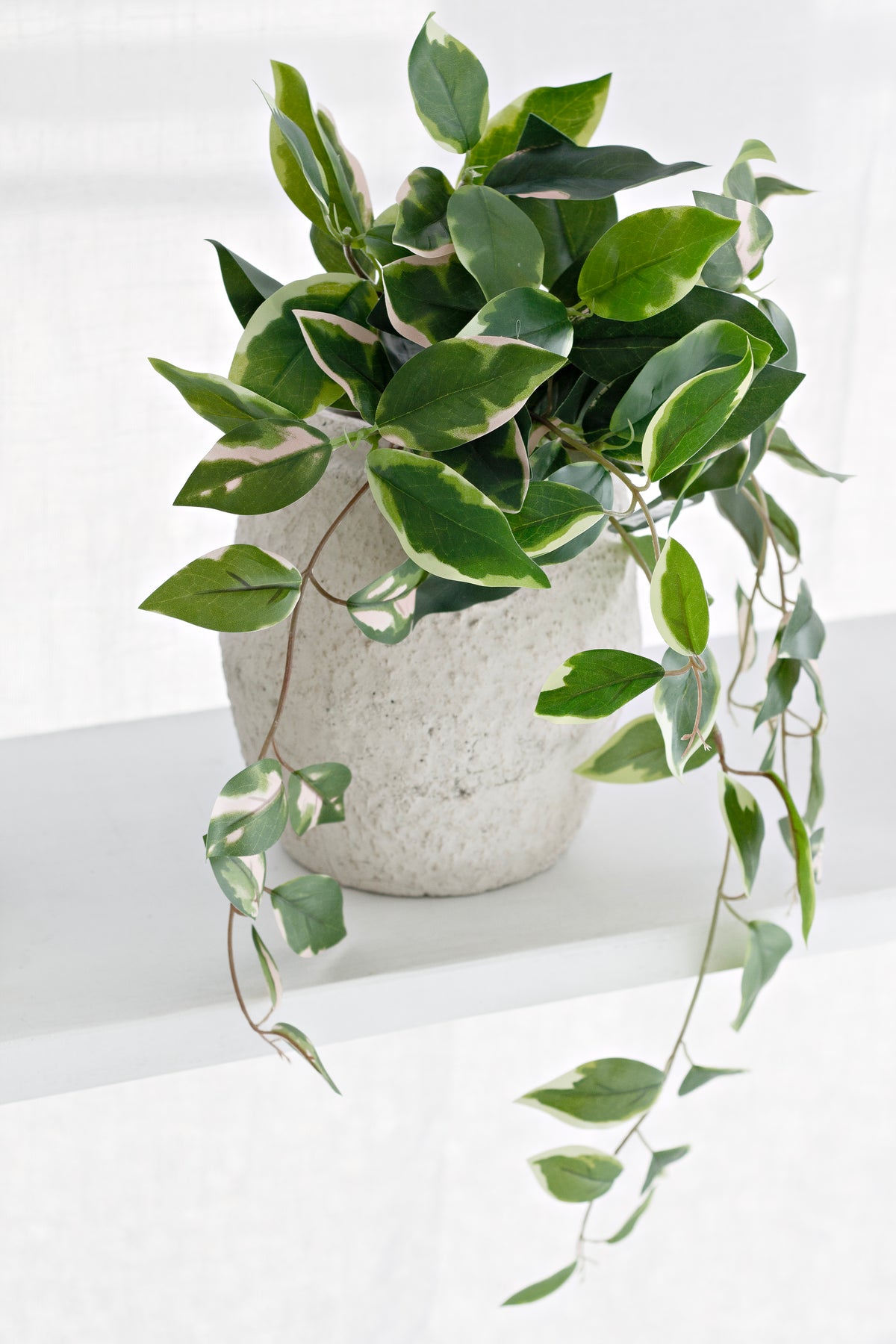 Pothos in a speckled white pot on a ledge, vines falling over the edge
