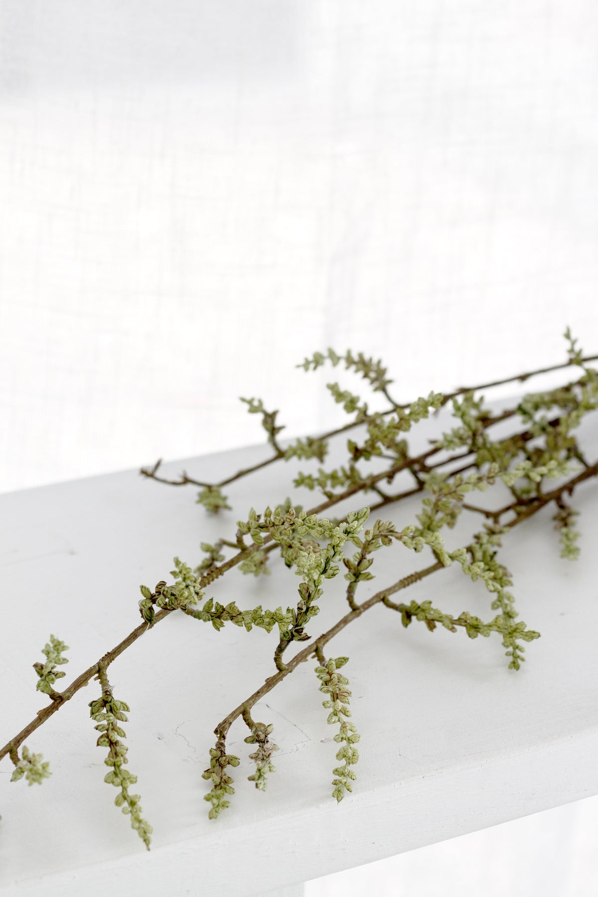 Stachyurus stems spreading sideways in soft light