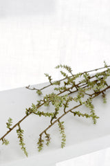Stachyurus Branch 1.3m – Tall Artificial Greenery Stem