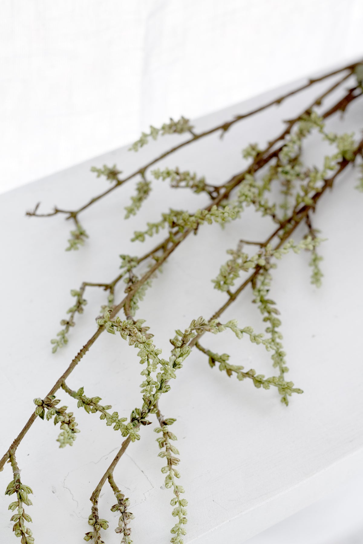 Stachyurus branches crossing in soft window light