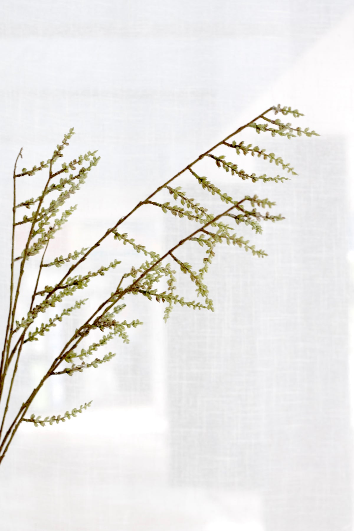 Stachyurus branches arching before sheer curtains