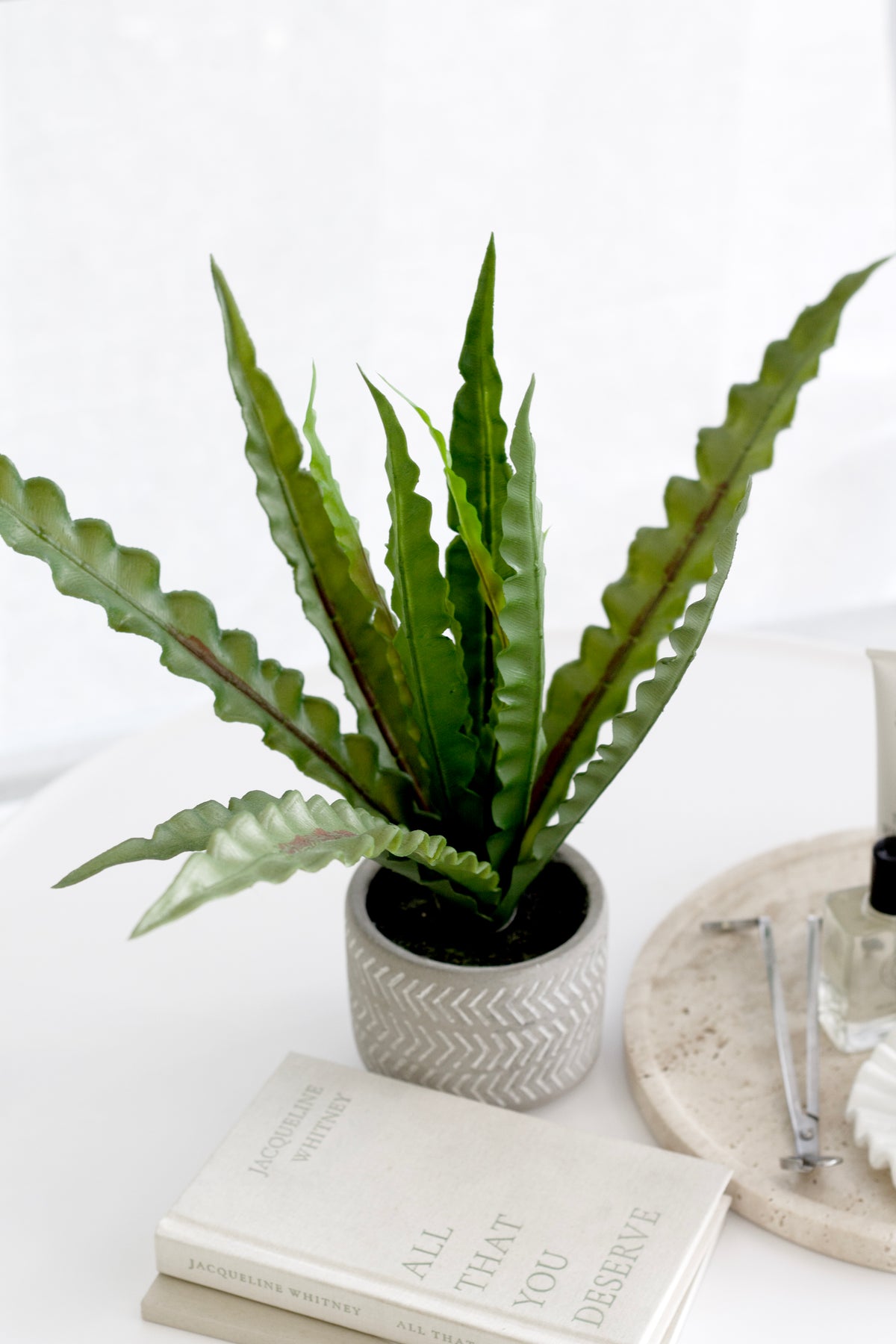 Close view of the fern's broad, wavy edged fronds with a darker central rib