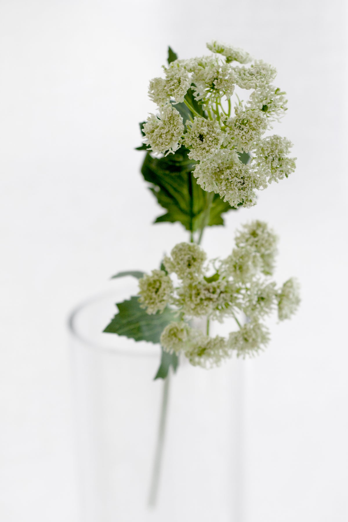 Close view of white Queen Anne's Lace blooms in a clear glass vase against a sheer curtain