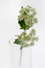 Queen Anne’s Lace Stem – Light Green Faux Flower 49cm | Soft Wildflower Look