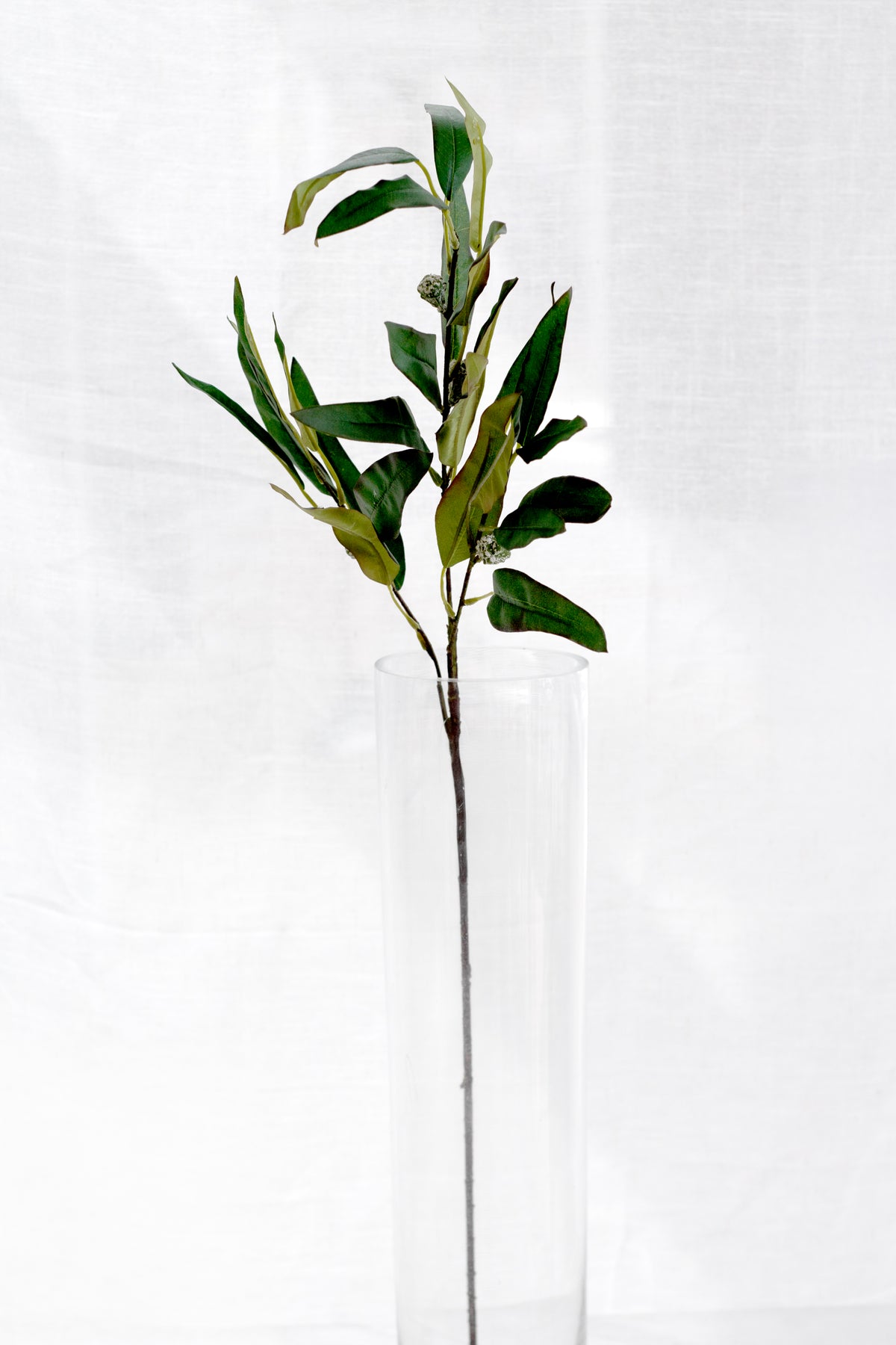 Willow eucalyptus stem standing in a tall clear vase against a sheer curtain