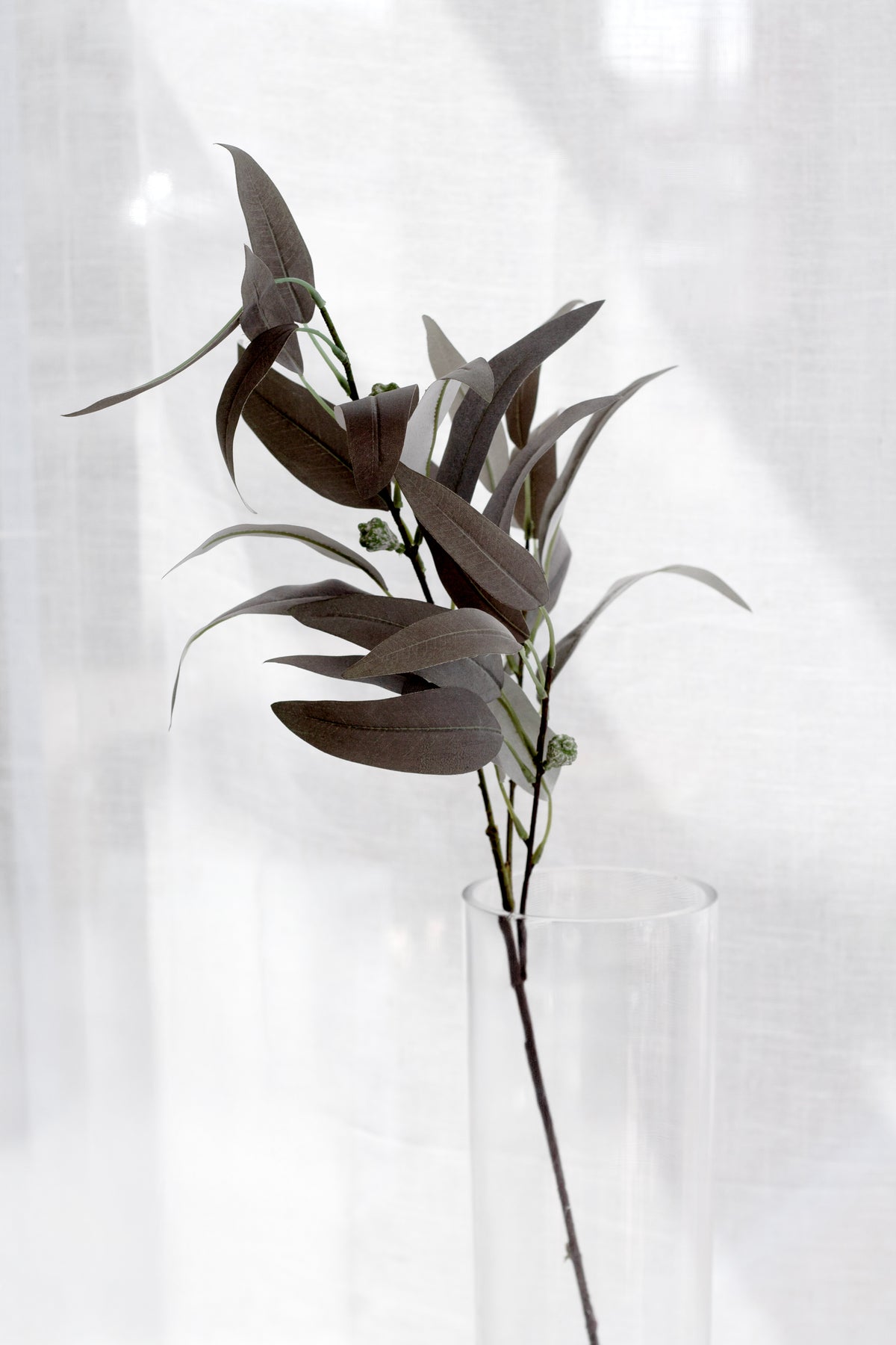 Willow eucalyptus stem in a glass vase, backlit against a sheer curtain