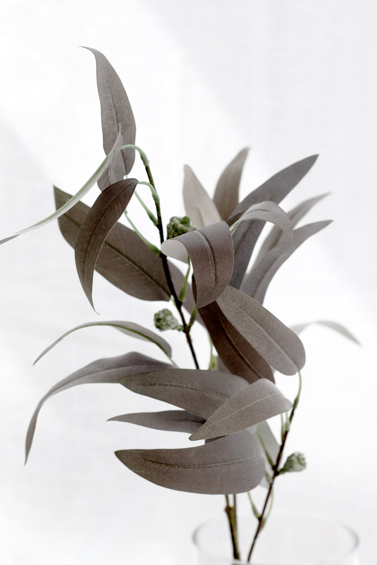 Close view of willow eucalyptus leaves and buds along the stem