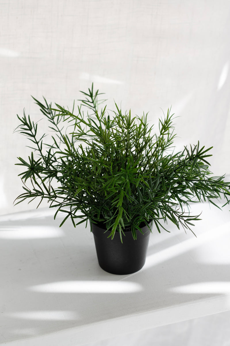 Asparagus Fern Bush – Potted Faux Plant 22cm
