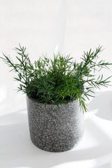 Asparagus Fern Bush – Potted Faux Plant 22cm