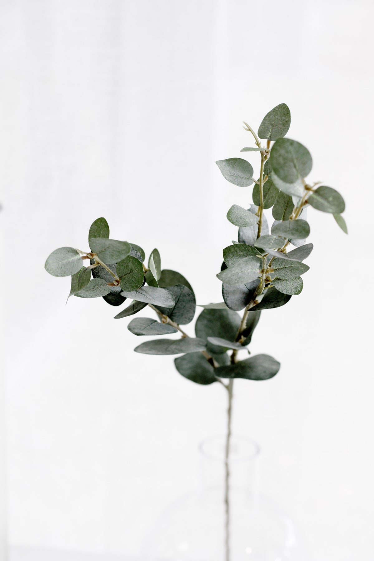 Faux eucalyptus stem in a clear glass vase in soft natural light