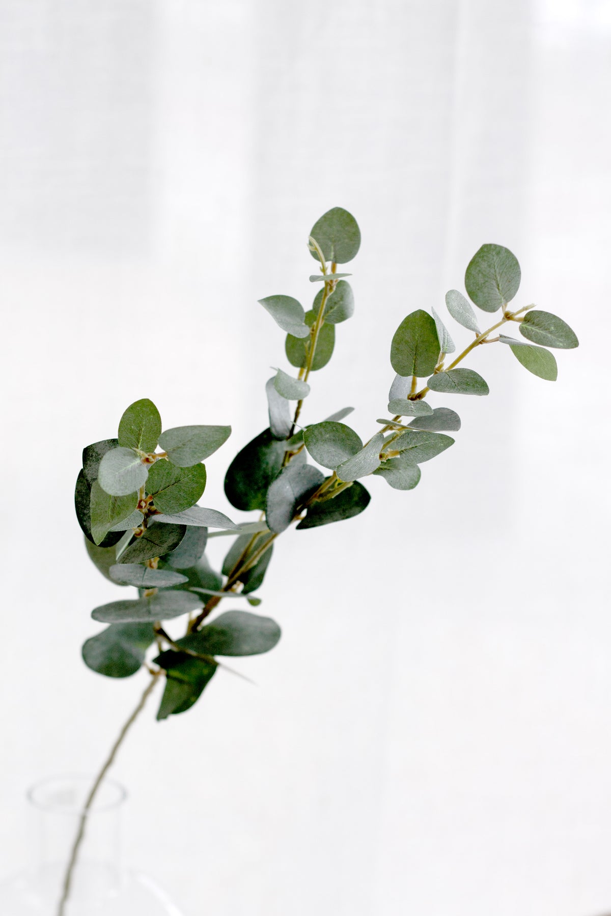 Faux eucalyptus stem in a clear glass vase against a sheer curtain