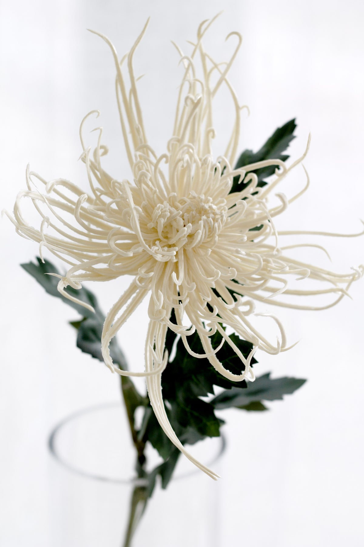 Cream Spider Mum Stem, 71cm Faux Flower