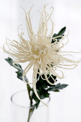 Cream Spider Mum Stem – 71cm Artificial Flower