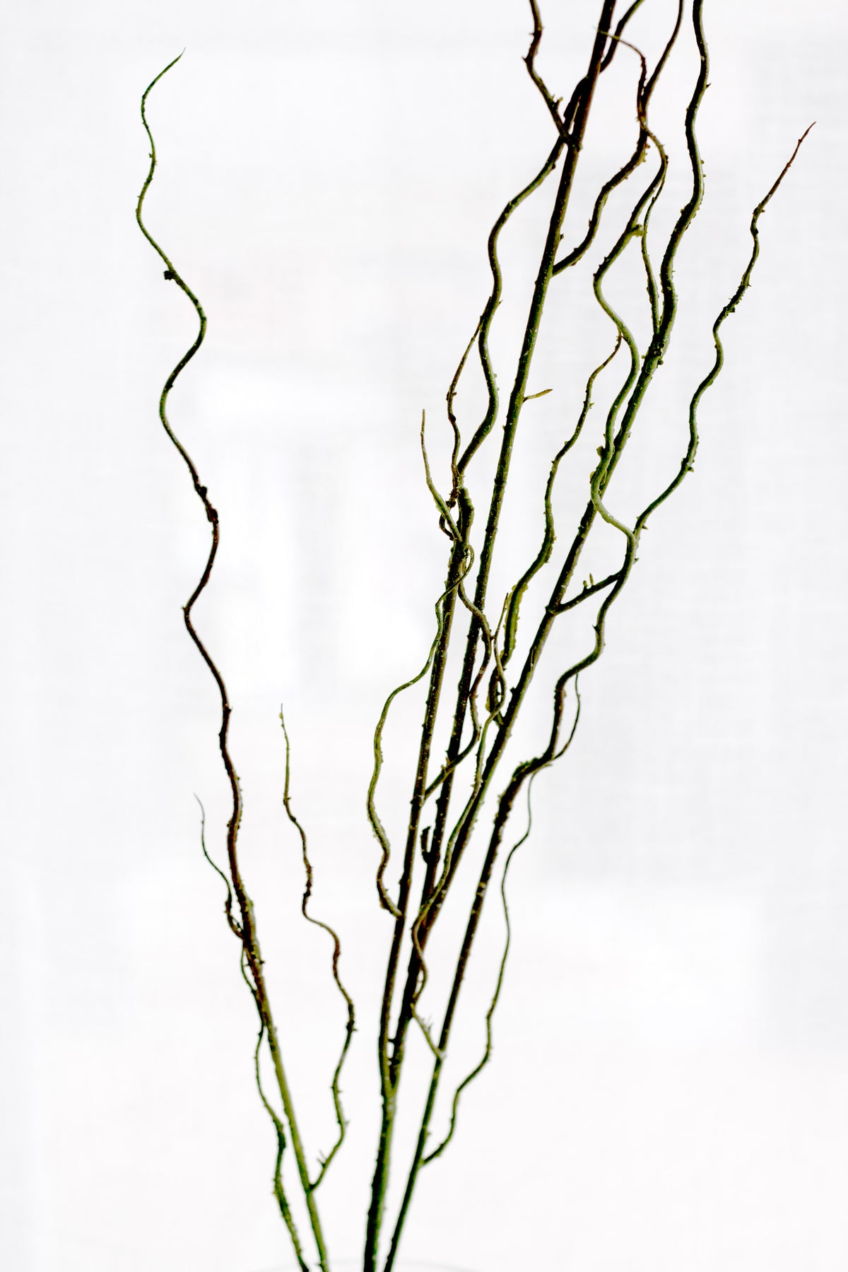 Close view of the willow stems curling and twisting against a bright white background