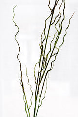 Artificial Twisted Willow Branch – 1.3m Sculptural Styling Stem