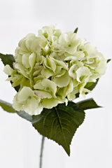Dutch Green Hydrangea Stem – 67cm Faux Flower
