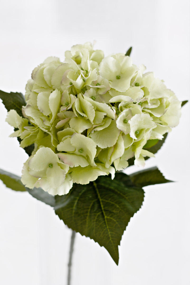 Dutch Green Hydrangea Stem – 67cm Faux Flower