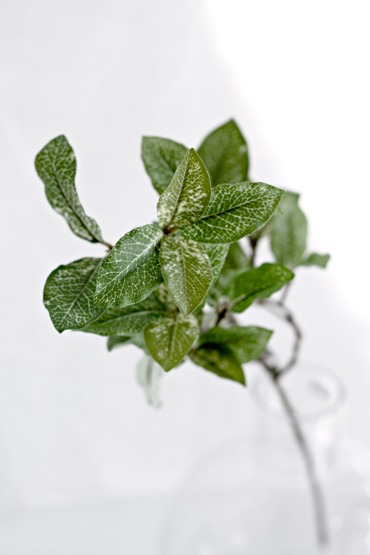 Pittosporum sprig in a clear vase against white