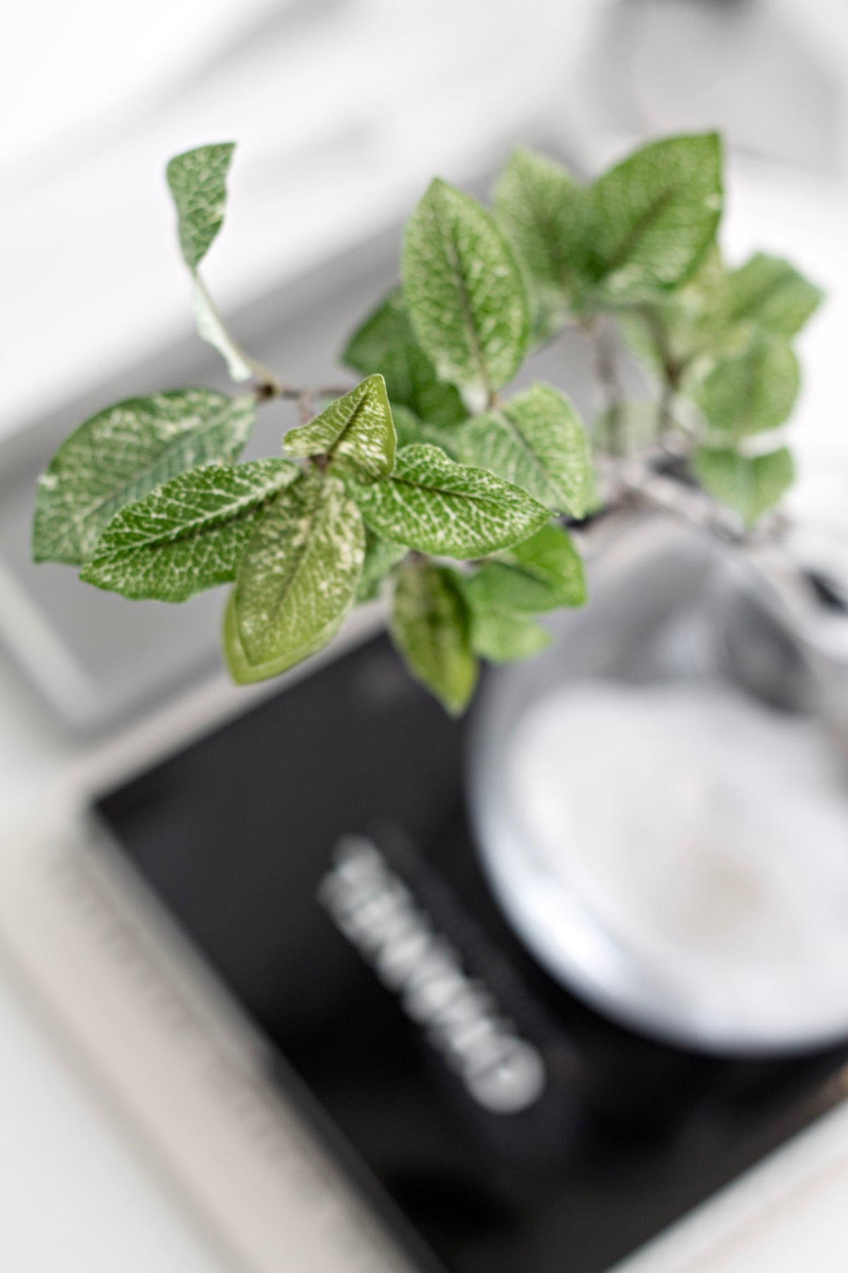 Pittosporum above a black book and a glass object