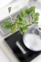 Pittosporum Leaf Spray 51cm – Artificial Greenery Stem
