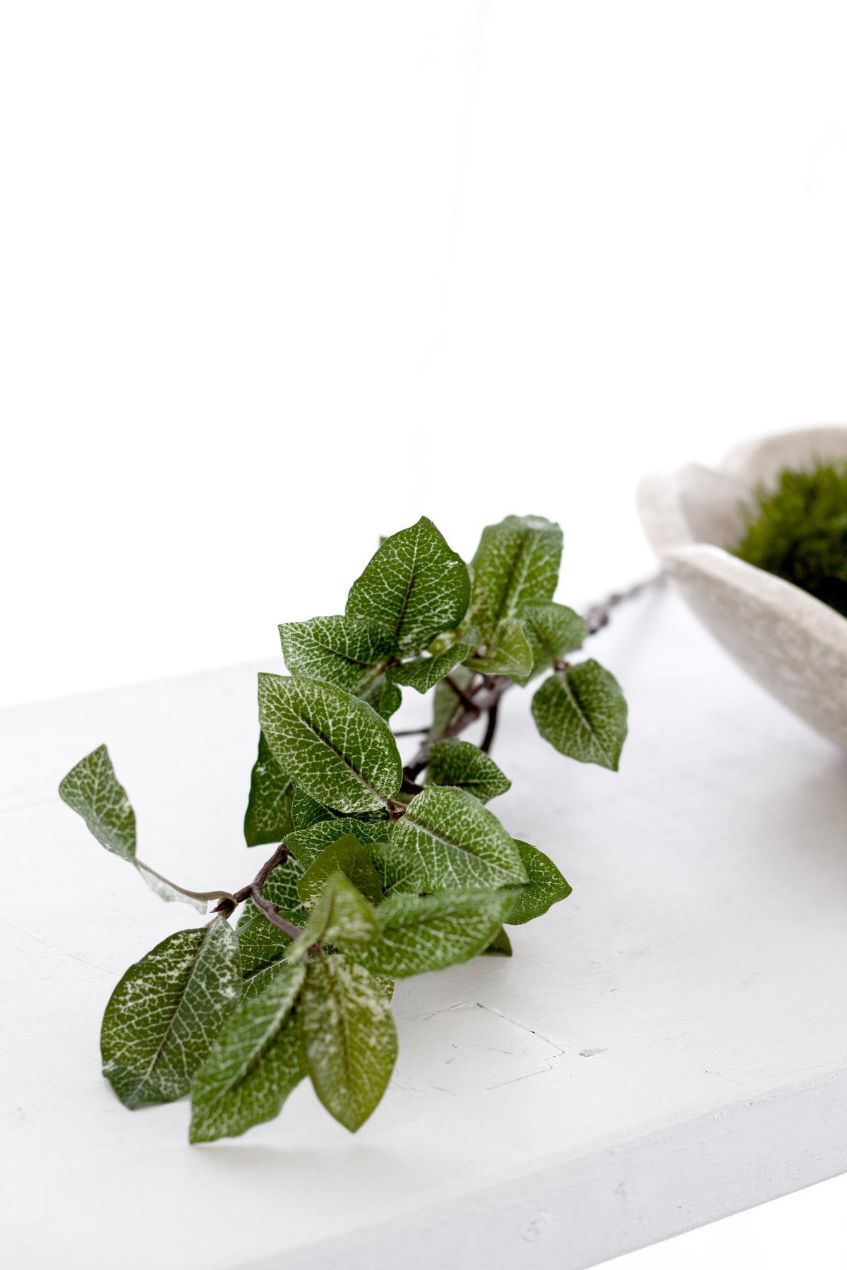 Pittosporum lying on a white shelf beside a bowl of moss
