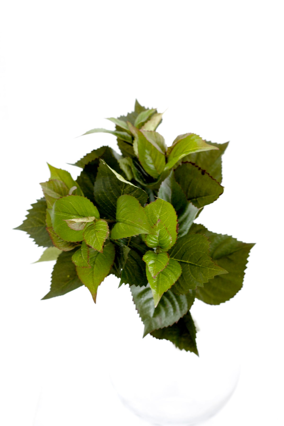 Leaf bush arranged in a clear glass vessel, seen from slightly above on white