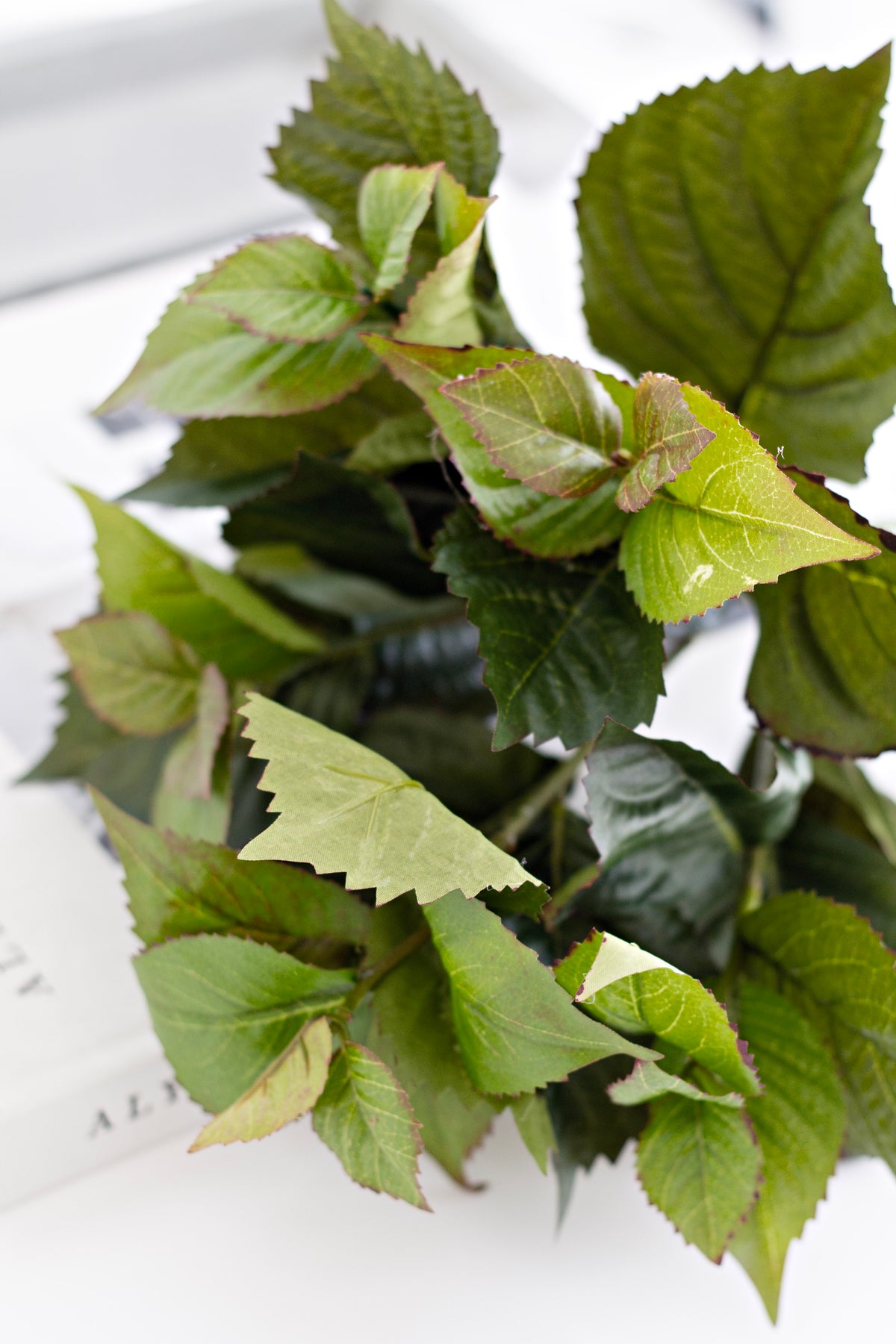 Close crop of the veined green leaves with the edge of a book behind