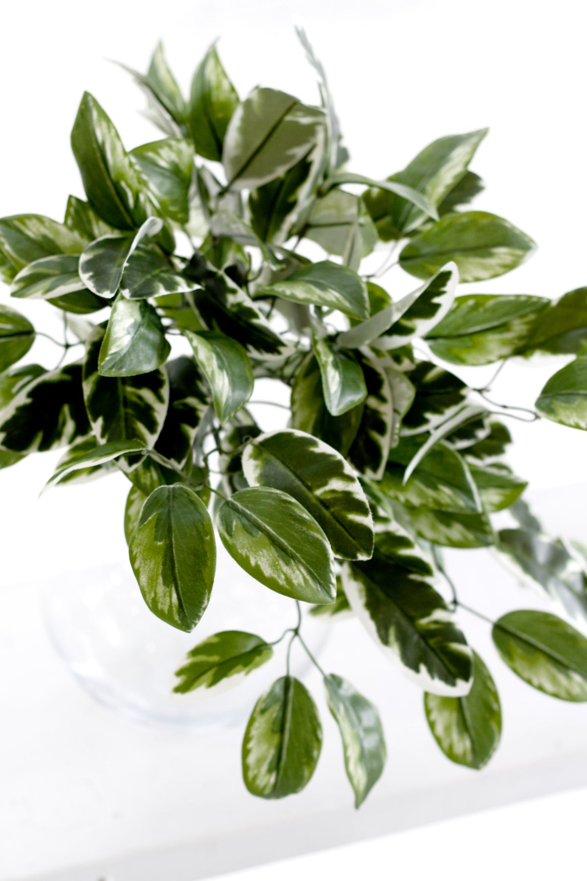 Hoya Carnosa Bush, 38cm Variegated Faux Greenery