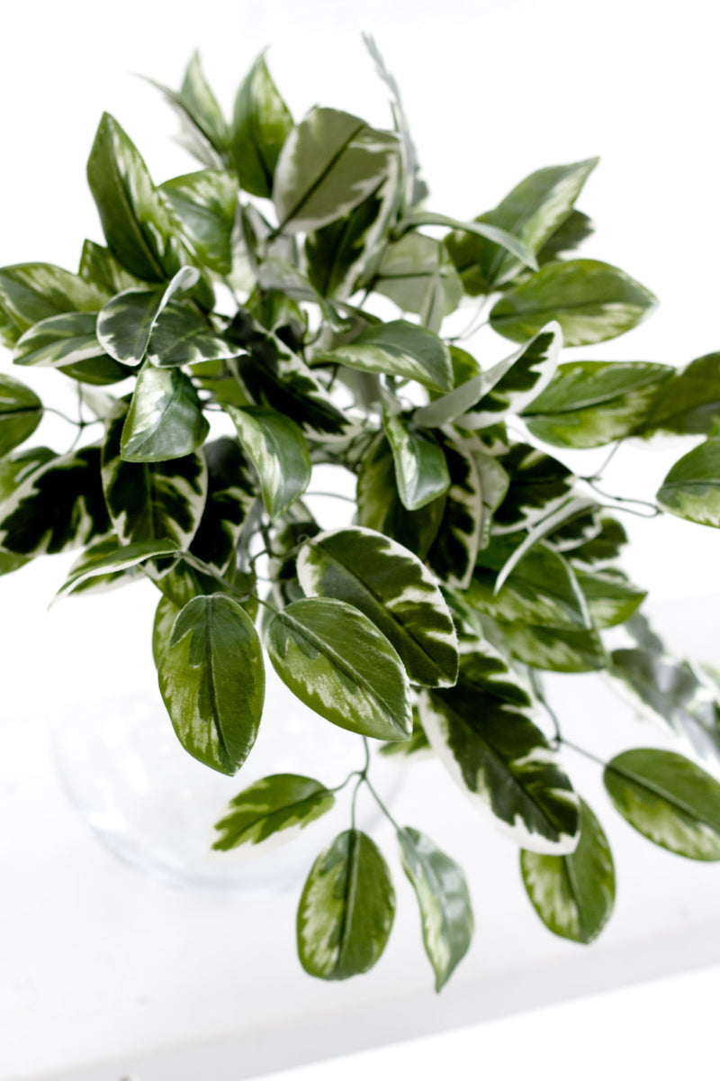 Hoya Carnosa Bush – 38cm Realistic Variegated Artificial Greenery