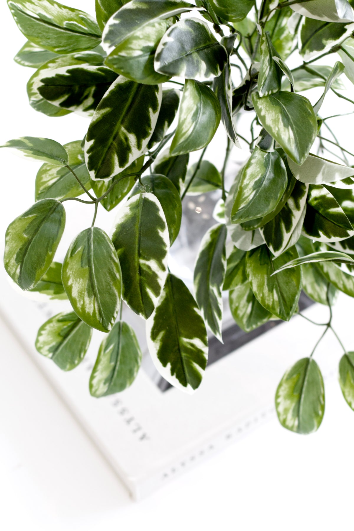 Hoya Carnosa Bush, 38cm Variegated Faux Greenery