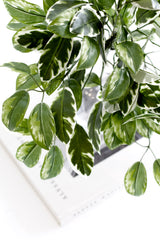 Hoya Carnosa Bush – 38cm Realistic Variegated Artificial Greenery
