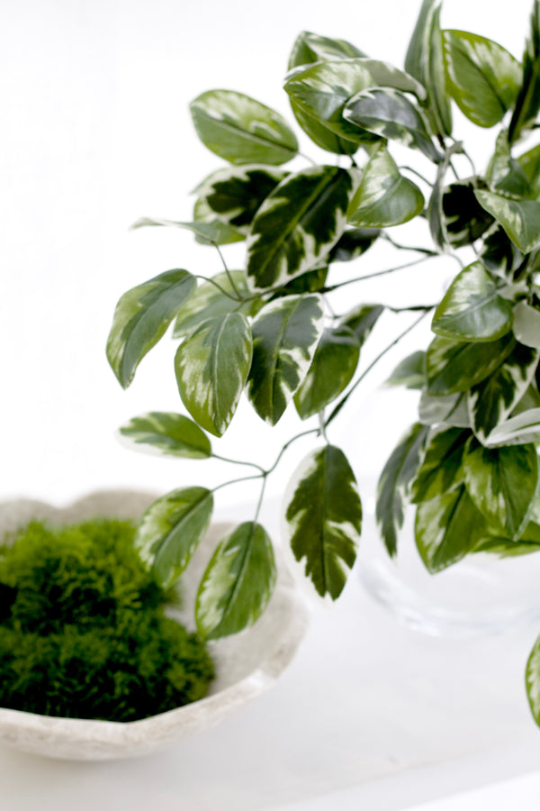 Hoya Carnosa Bush – 38cm Realistic Variegated Artificial Greenery