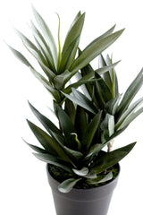 Small Dracaena – 45cm Potted