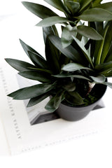 Small Dracaena – 45cm Potted