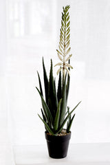 Flowering Aloe Vera Potted – 79cm Artificial Plant