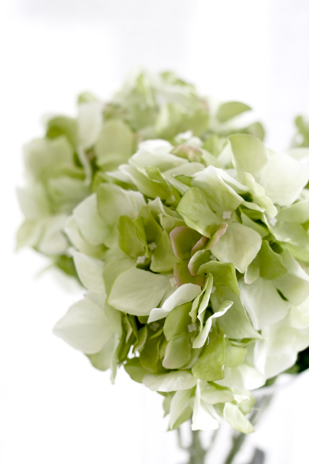 Full green and cream faux hydrangea head in a clear glass vase