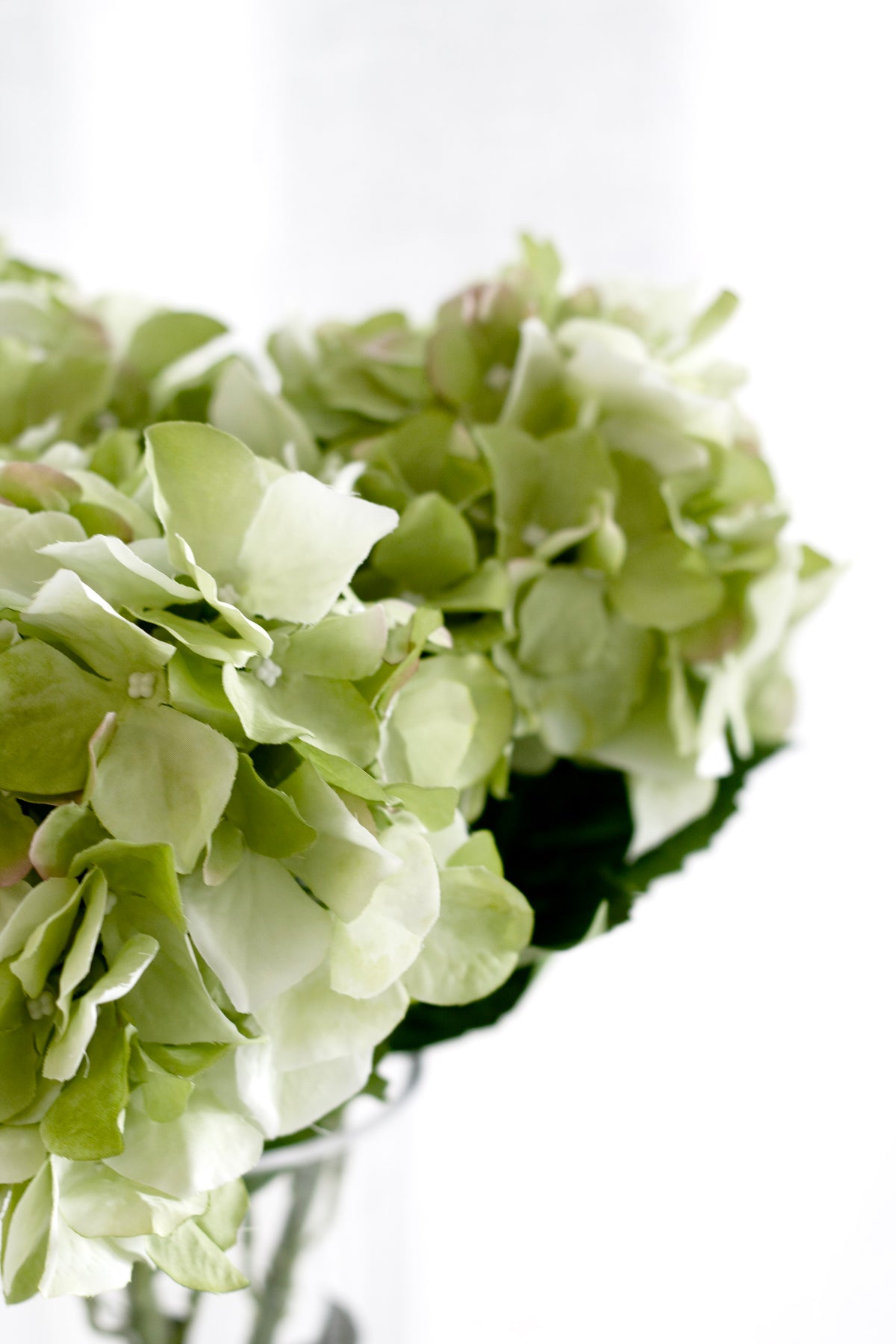 Two green faux hydrangea blooms in a glass vase against a bright window
