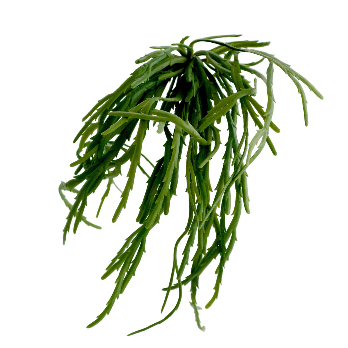 Stick plant with trailing segmented green stems, shown on a white background