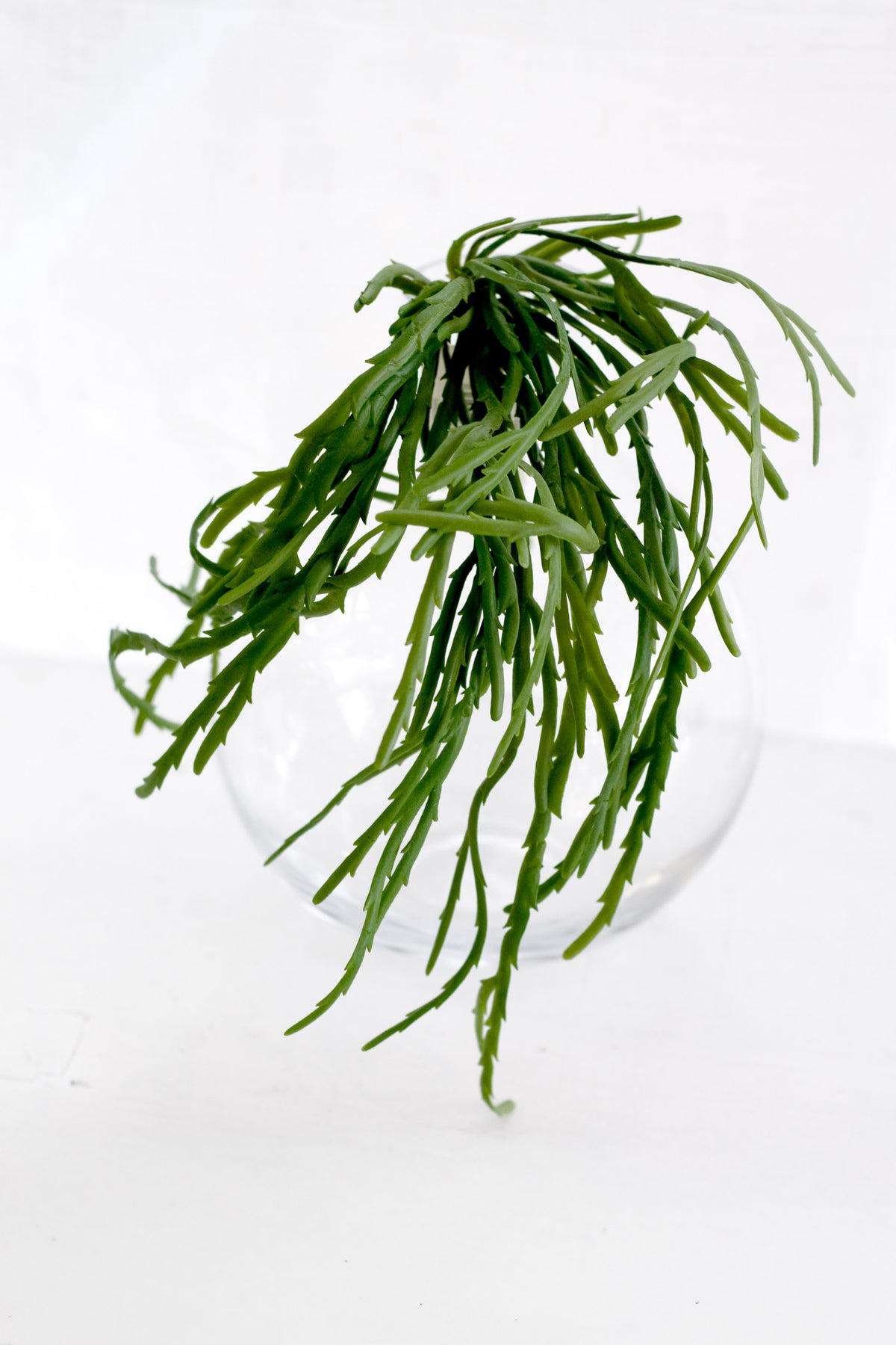 Stick plant in a clear glass vessel, narrow stems hanging over the side