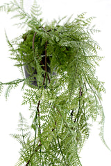 Potted Hanging Fern – Lifelike Cascading Greenery for Easy Styling