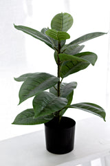 Faux Rubber Plant / Ficus in Black Pot – 56cm Artificial Indoor Greenery