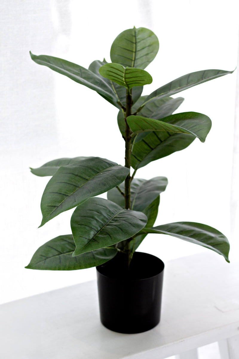 Faux Rubber Plant / Ficus in Black Pot – 56cm Artificial Indoor Greenery