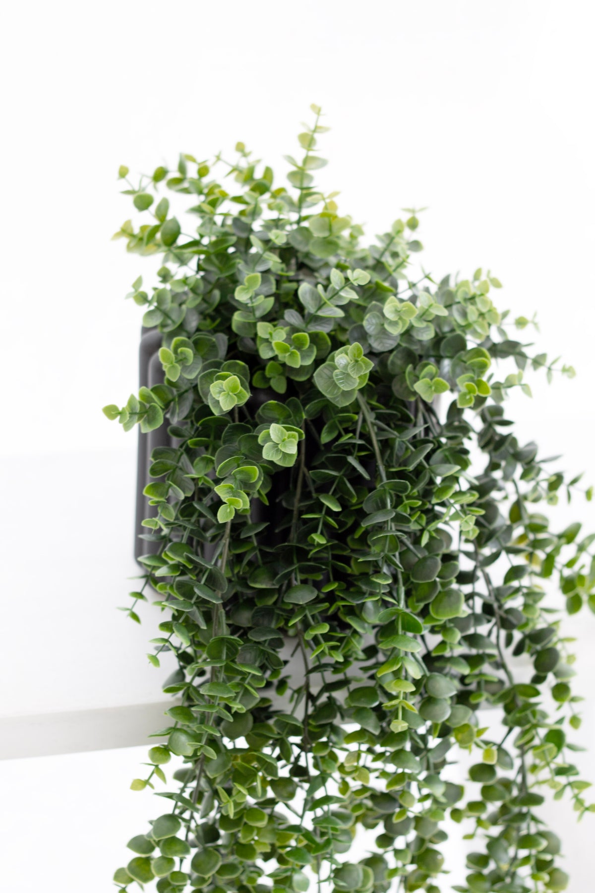 Close view of the green eucalyptus strands falling from the dark pot